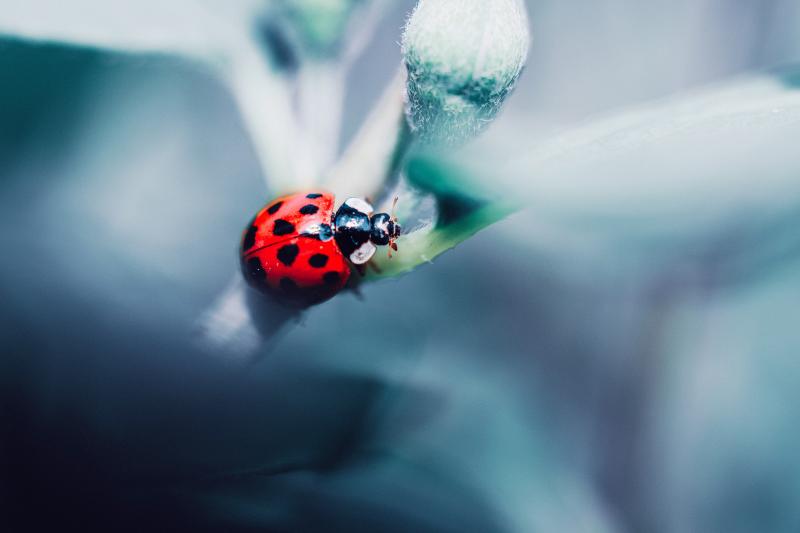 Ladybird on a leaf, photo by Lisa Fotios, via Pexels