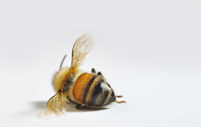 Dead Bee, photo from Canva