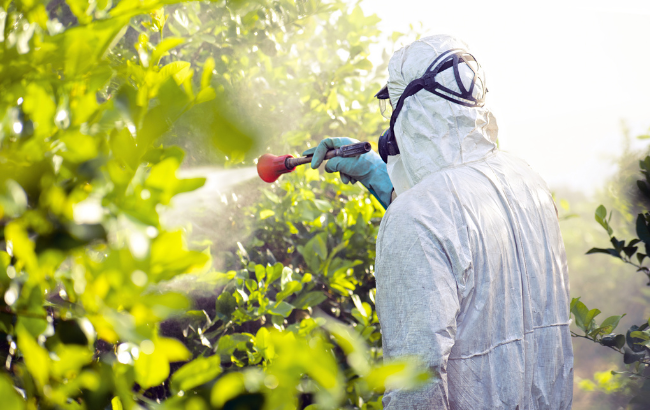Farmer spray pesticides, pesticide on fruit lemon trees, photo from Canva